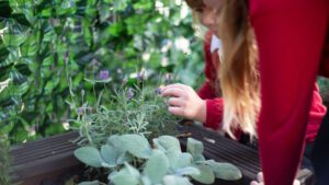 Huthwaite All Saints Infant and Nursery School - Plants